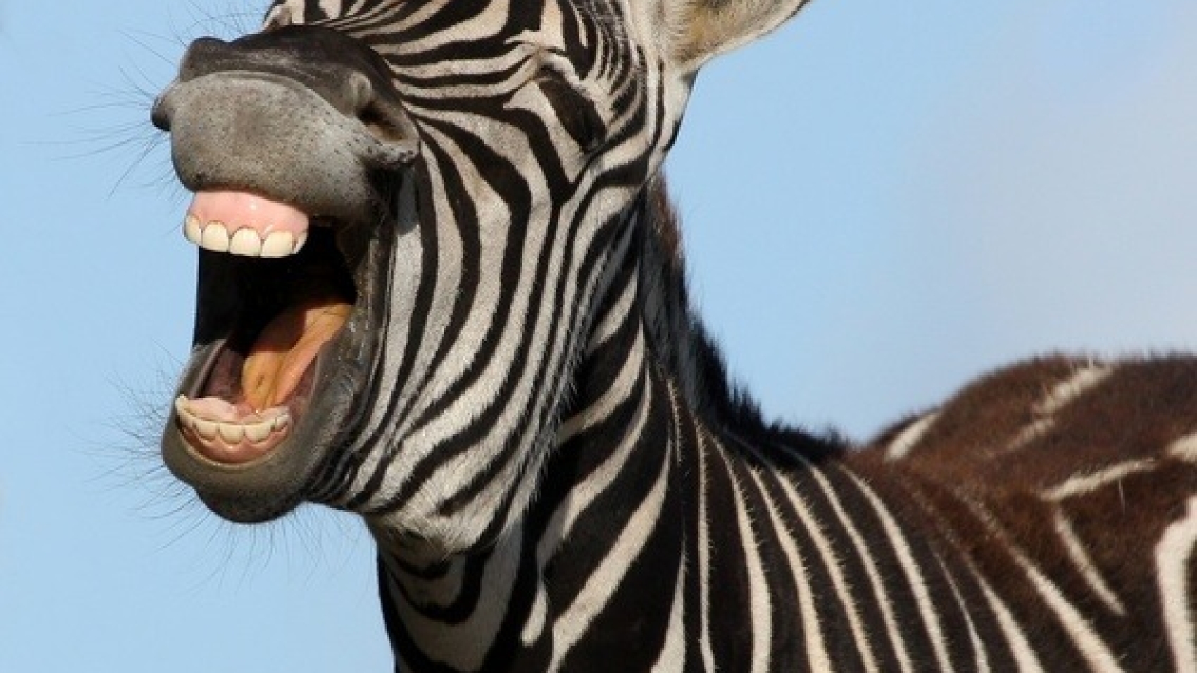 zebra-laughing.jpg