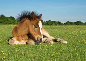Cute Brown Pony Foal Laying on Grass in New Forest England