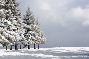 winter landscape with snowy pines