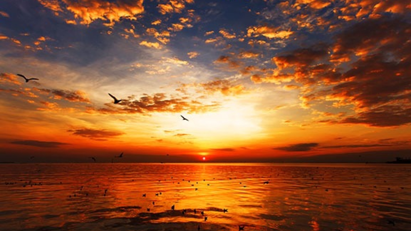 Sunset-Birds