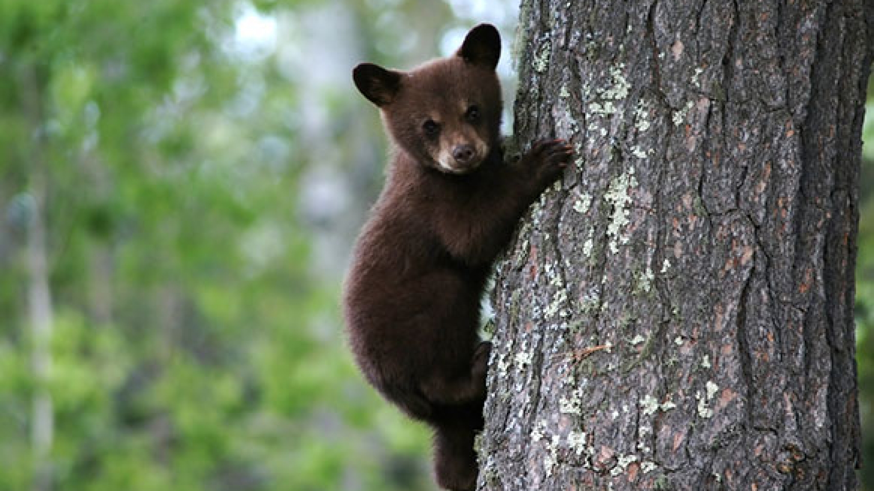 Bear-Cub