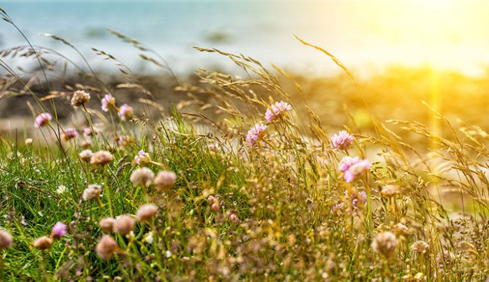 5 Keys to Unlock the Healing Energy of Summer – Deborah King