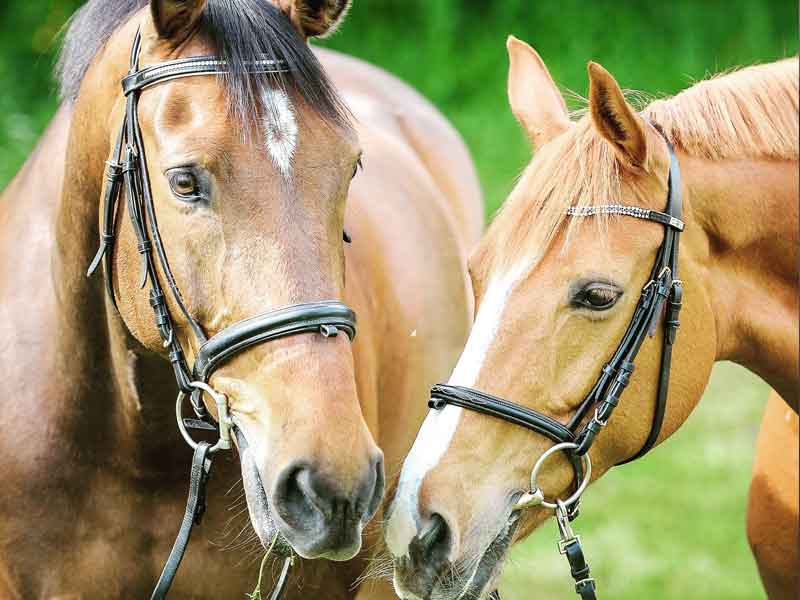 Healthy horses