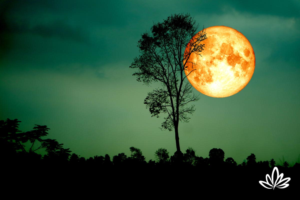 the harvest moon