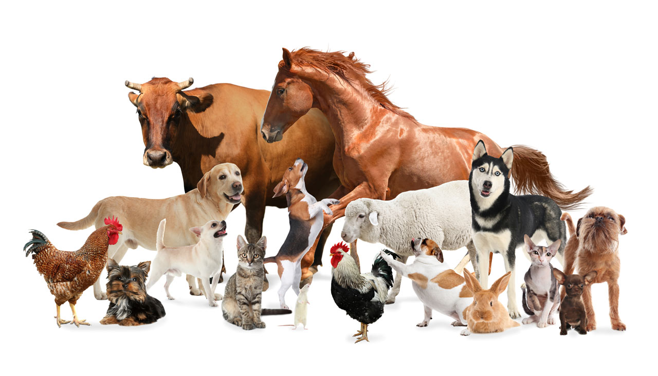 Animal menagerie