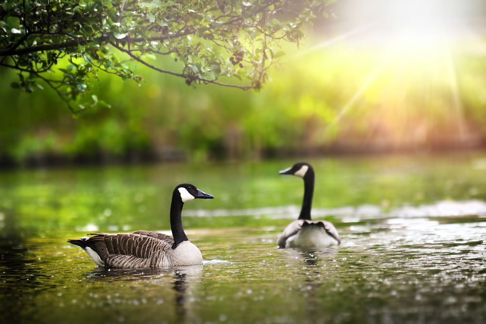 geese