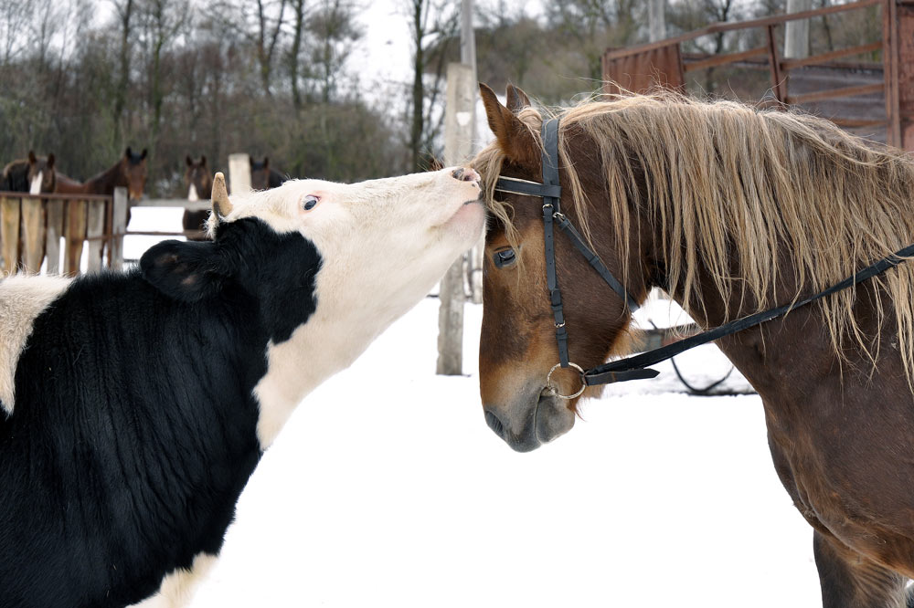 Cow kissing horse