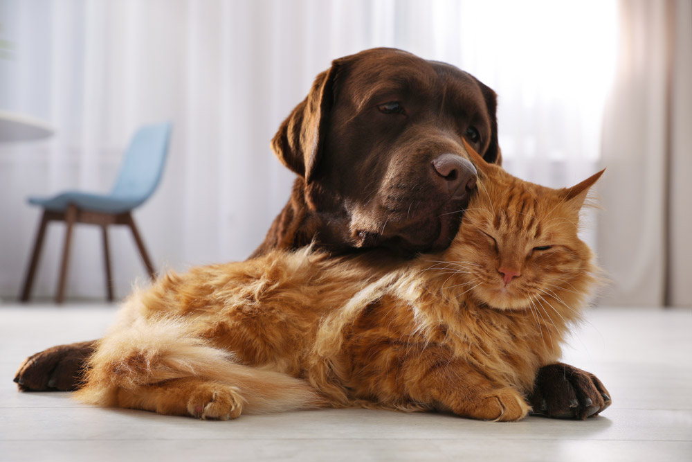 Dog snuggling w/ cat
