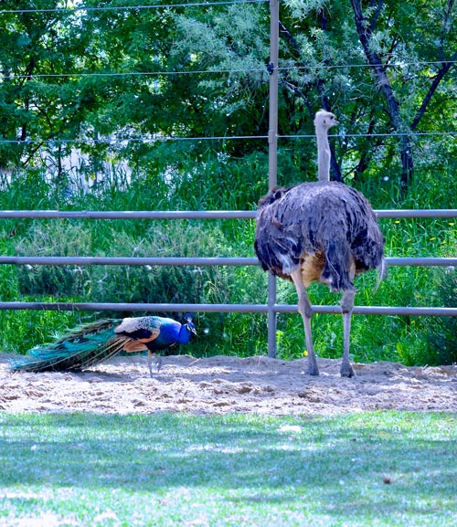 peacock & ostrich
